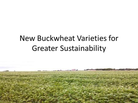 New Buckwheat Varieties for Greater Sustainability.