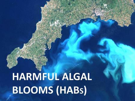 HARMFUL ALGAL BLOOMS (HAB S ). What are Harmful Algal Blooms (HABs)? Harmful algal blooms or HABs are algal blooms composed of phytoplankton known to.