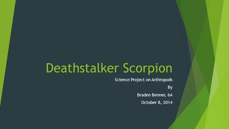 Deathstalker Scorpion
