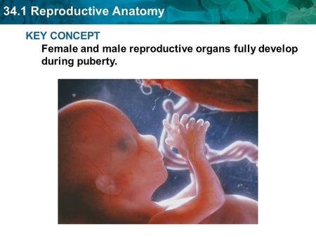 The female reproductive system produces ova.