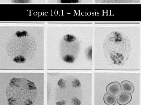 Topic 10.1 – Meiosis HL.