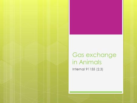 Gas exchange in Animals Internal 91155 (2.3). Gas exchange in animals  All animals respire aerobically to release energy needed for cellular processes.