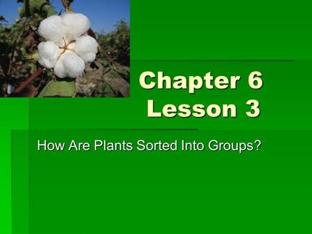 How Are Plants Sorted Into Groups?
