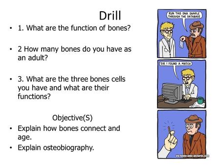 Drill 1. What are the function of bones? 2 How many bones do you have as an adult? 3. What are the three bones cells you have and what are their functions?