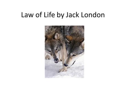 Law of Life by Jack London. Jack London Author and journalist from California Lived in Alaska for a year when he was in his 20s during the Klondike Gold.