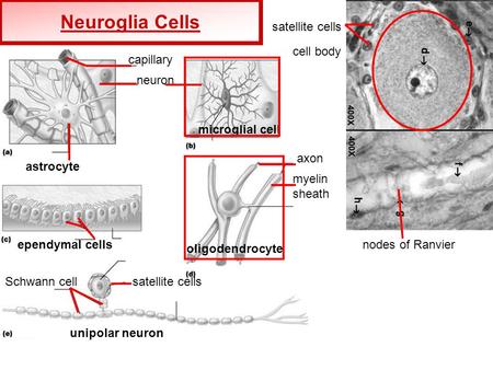 Neuroglia Cells Neuroglia Cells astrocyte capillary neuron microglial cell ependymal cells Schwann cellsatellite cells unipolar neuron oligodendrocyte.