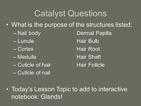 Catalyst Questions What is the purpose of the structures listed: –Nail body Dermal Papilla –LunuleHair Bulb –CortexHair Root –MedullaHair Shaft –Cuticle.