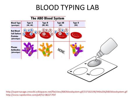 BLOOD TYPING LAB http://supernavage.cmswiki.wikispaces.net/file/view/ABObloodsystem.gif/337102190/440x256/ABObloodsystem.gif http://www.rapidonline.com/pdf/52-0822T.PDF.