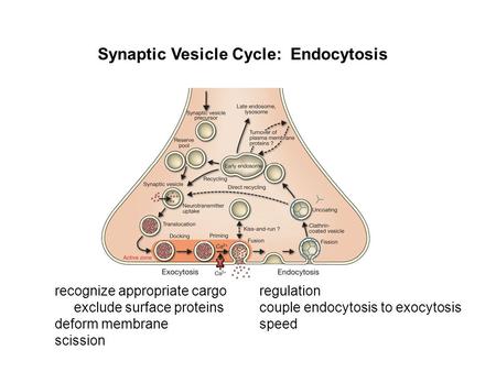 Recognize appropriate cargo exclude surface proteins deform membrane scission Synaptic Vesicle Cycle: Endocytosis regulation couple endocytosis to exocytosis.