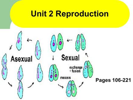 1 Unit 2 Reproduction Pages 106-221. 2 Section 4-1 Function of the Nucleus Within the Cell Pages 112-121.