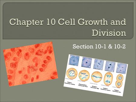 Section 10-1 & 10-2. Learning Target: Know the reasons for why cells divide. Learning Outcome: I will know limitations to cell growth and structure of.