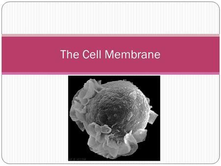 The Cell Membrane.