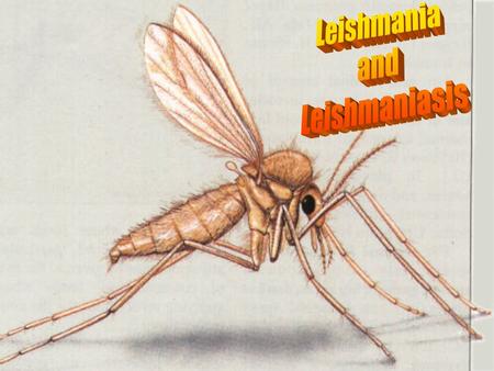 Leishmania and Leishmaniasis.