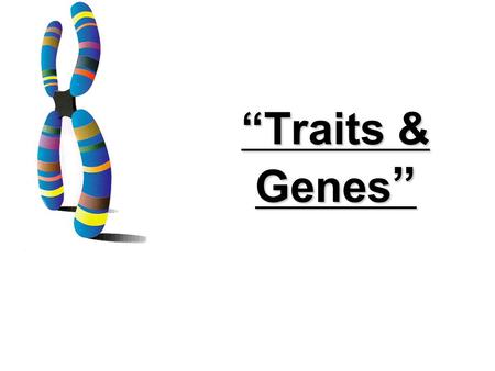 “Traits & Genes ” 6.4 Traits, Genes, and Alleles KEY CONCEPT Genes encode proteins that produce a diverse range of traits.