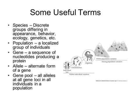 Some Useful Terms Species – Discrete groups differing in appearance, behavior, ecology, genetics, etc. Population – a localized group of individuals Gene.