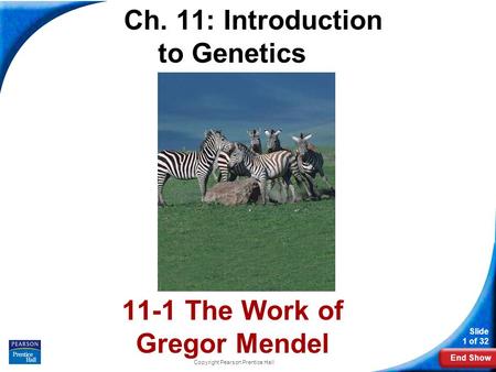 End Show Slide 1 of 32 Copyright Pearson Prentice Hall Ch. 11: Introduction to Genetics Mendel 11-1 The Work of Gregor Mendel.