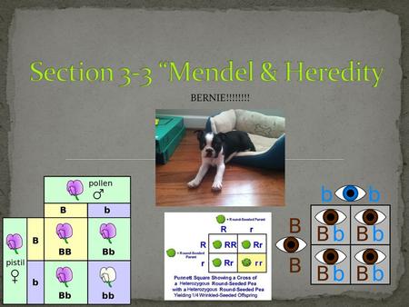 Section 3-3 “Mendel & Heredity