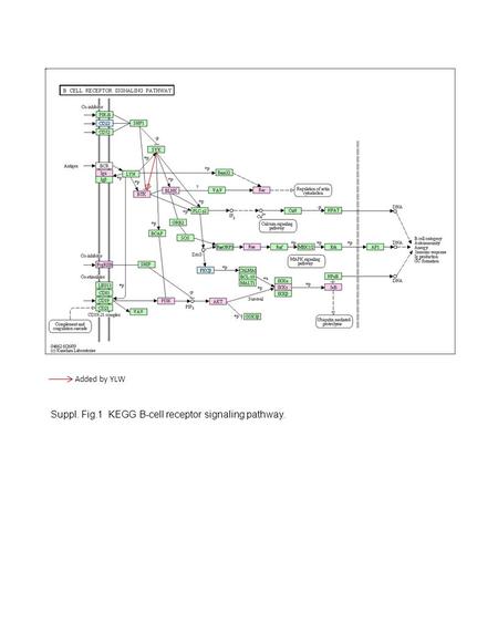 Suppl. Fig.1 KEGG B-cell receptor signaling pathway. Added by YLW.