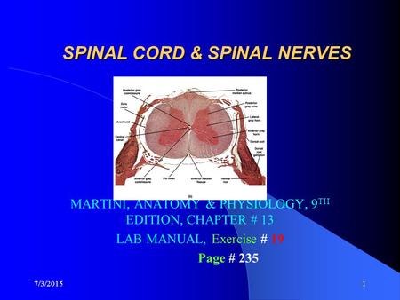SPINAL CORD & SPINAL NERVES