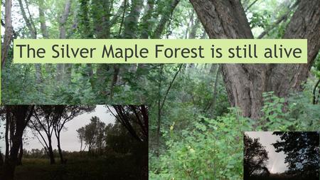 The Silver Maple Forest is still alive. The Silver Maple Forest is more valuable as it is now than any development would be on the site, despite what.