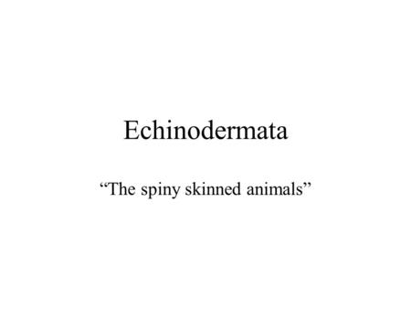 Echinodermata “The spiny skinned animals”. Echinoderms The spiny skinned animals include these Classes: 1.Class Crinoidea - the crinoids or “feather stars”