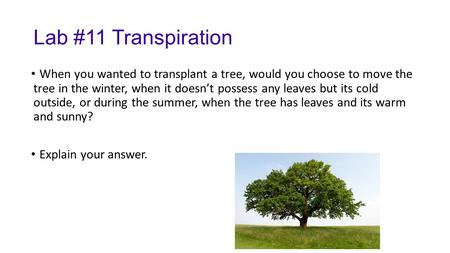 Lab #11 Transpiration When you wanted to transplant a tree, would you choose to move the tree in the winter, when it doesn’t possess any leaves but its.