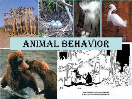 Animal Behavior. Behavior An animal’s response to a stimulus. Innate behaviors are instinctive, like birds defending their nesting place, and are influenced.