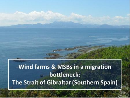 Wind farms & MSBs in a migration bottleneck: The Strait of Gibraltar (Southern Spain)