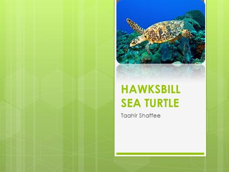 HAWKSBILL SEA TURTLE Taahir Shaffee.  What is the name of the animal?  What is the animal’s habitat?  What country/continent is this animal located?