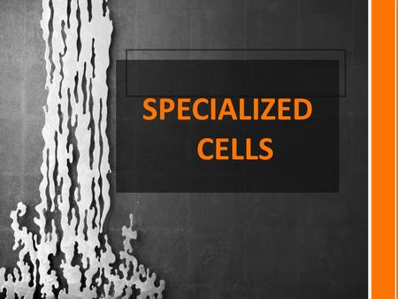SPECIALIZED CELLS. DESCRIBE THE CELL'S SHAPE AND HOW IT HELPS IT DO IT JOB Introducing.