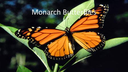Monarch Butterflies. Introduction to my animal Welcome to my project about endangered species. The animal that I chose for this project was the Monarch.