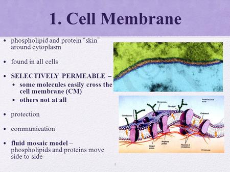 1. Cell Membrane phospholipid and protein “skin” around cytoplasm found in all cells SELECTIVELY PERMEABLE – some molecules easily cross the cell membrane.