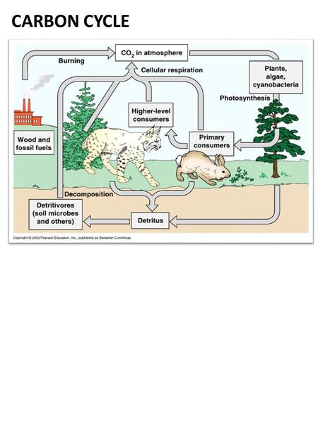 CARBON CYCLE.