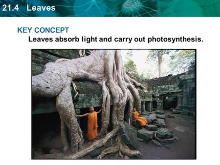 KEY CONCEPT  Leaves absorb light and carry out photosynthesis.