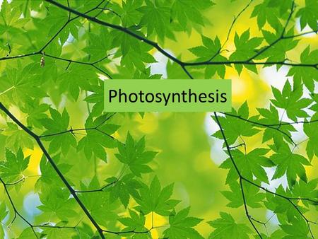 Photosynthesis. Purpose and Reaction Photosynthesis is the process in which plants use sunlight to produce glucose which is food for the plant. This is.