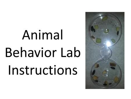 Animal Behavior Lab Instructions