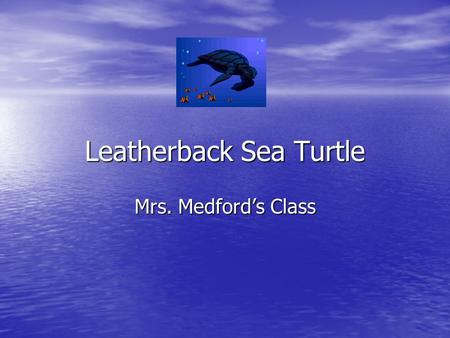 Leatherback Sea Turtle Mrs. Medford’s Class. The Leatherback Sea Turtle The leatherback sea turtle is the largest of all turtles. The leatherback sea.