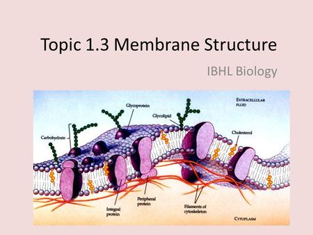 Topic 1.3 Membrane Structure
