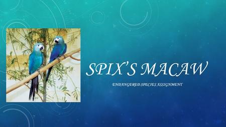 SPIX’S MACAW ENDANGERED SPECIES ASSIGNMENT. HABITAT  In the wild the spix’s macaw lives in brazil witch is in south America.  It lives in places that.
