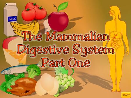 The Mammalian Digestive System