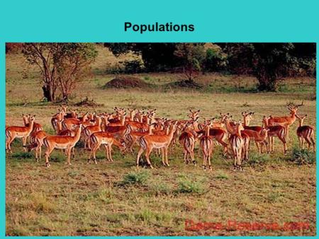 Populations. Populations: groups of individuals that belong to the same species and live in the same area.