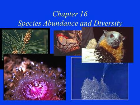Chapter 16 Species Abundance and Diversity. 1st Question of the Day Define the term “Community”