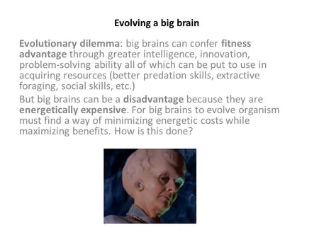 Evolving a big brain Evolutionary dilemma: big brains can confer fitness advantage through greater intelligence, innovation, problem-solving ability all.