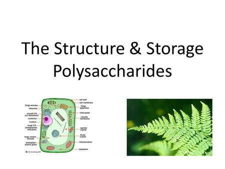 The Structure & Storage Polysaccharides