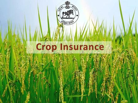 Insurance programme on “Individual” Approach (1972-78). Pilot Crop Insurance Scheme (PCIS, 1979-84) Comprehensive Crop Insurance Scheme (CCIS 1985-1999).