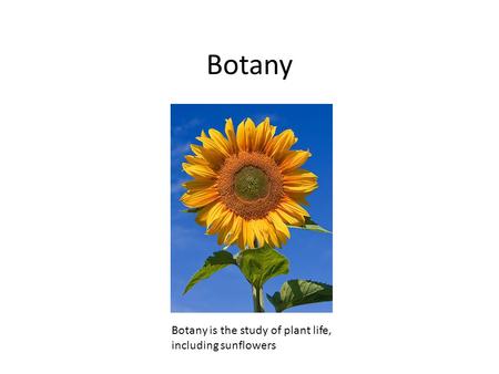Botany Botany is the study of plant life, including sunflowers.