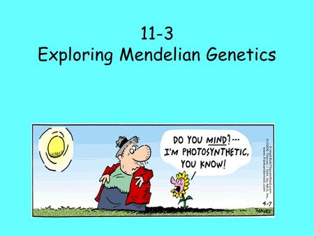 11-3 Exploring Mendelian Genetics. I. Independent Assortment A.Mendel wondered if the segregation(separation) of one pair of alleles (which make up one.
