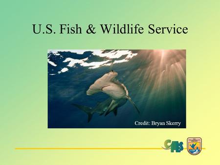 U.S. Fish & Wildlife Service Credit: Bryan Skerry.