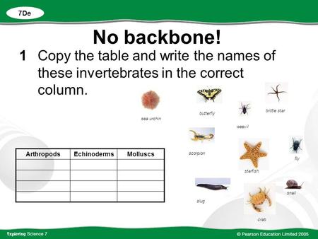 7De No backbone! 1	Copy the table and write the names of these invertebrates in the correct column. brittle star butterfly sea urchin weevil Arthropods.