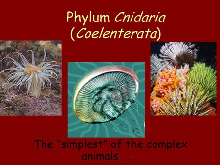 Phylum Cnidaria (Coelenterata) The “simplest” of the complex animals...